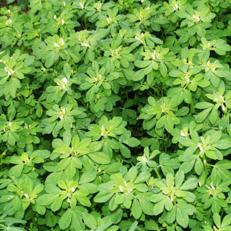 GÖRÖGSZÉNA 60db-os kapszula