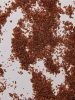 Coconutoil Bio Testradír Arabica kávéval & Kókuszvirágcukorral 100 ml