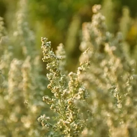 FEHÉR ÜRÖM HERBA 60db-os kapszula