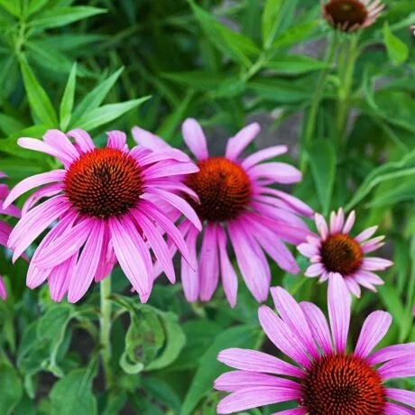Echinacea 60db-os kapszula