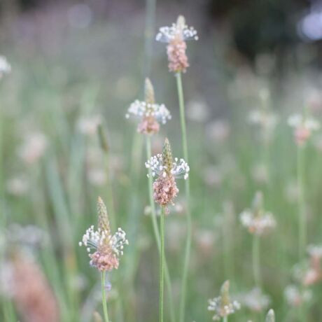 LÁNDZSÁS ÚTIFŰ  60db-os kapszula