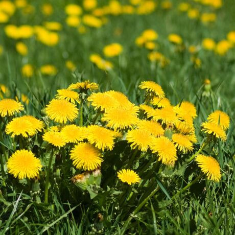 PITYPANG HERBA ÉS GYÖKÉR 60db-os kapszula