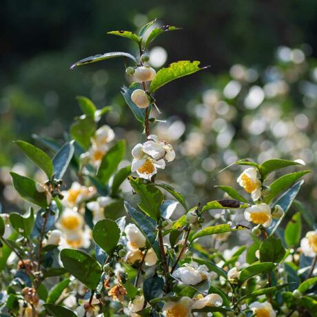 ZÖLD TEA 60 db-os kapszula